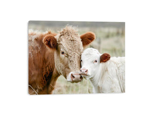 Cow and calf photography for warm farmhouse living room decor