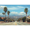 Palm tree boulevard photography for modern office wall decor