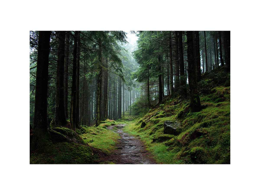 Misty forest path canvas photography for calm green living room decor.