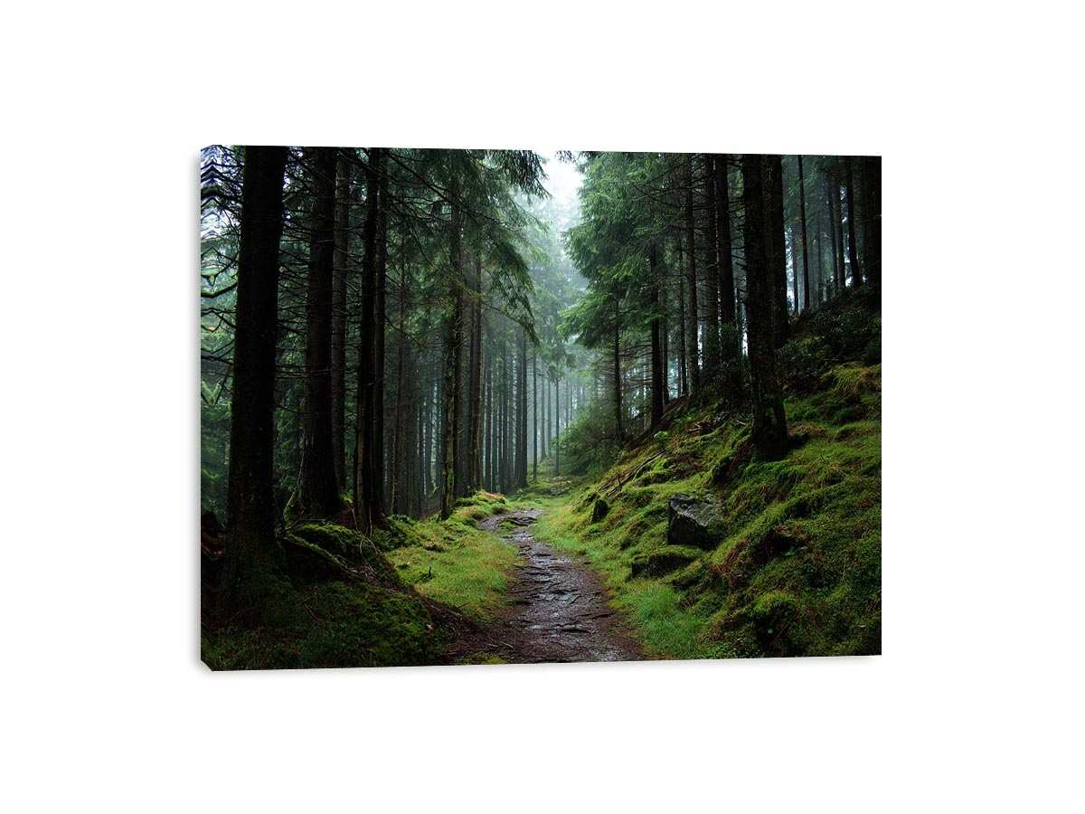 Misty forest path canvas photography for calm green living room decor.