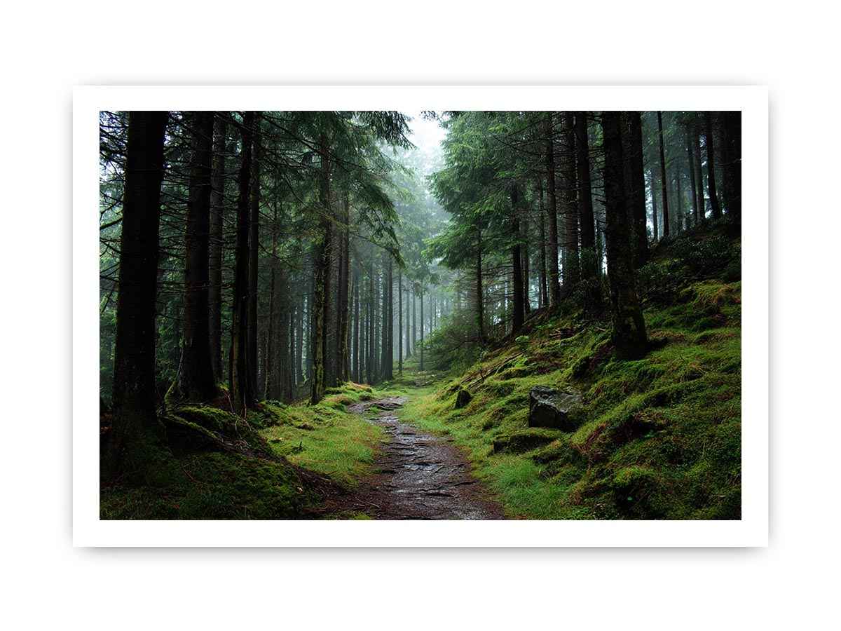 Misty forest path canvas photography for calm green living room decor.