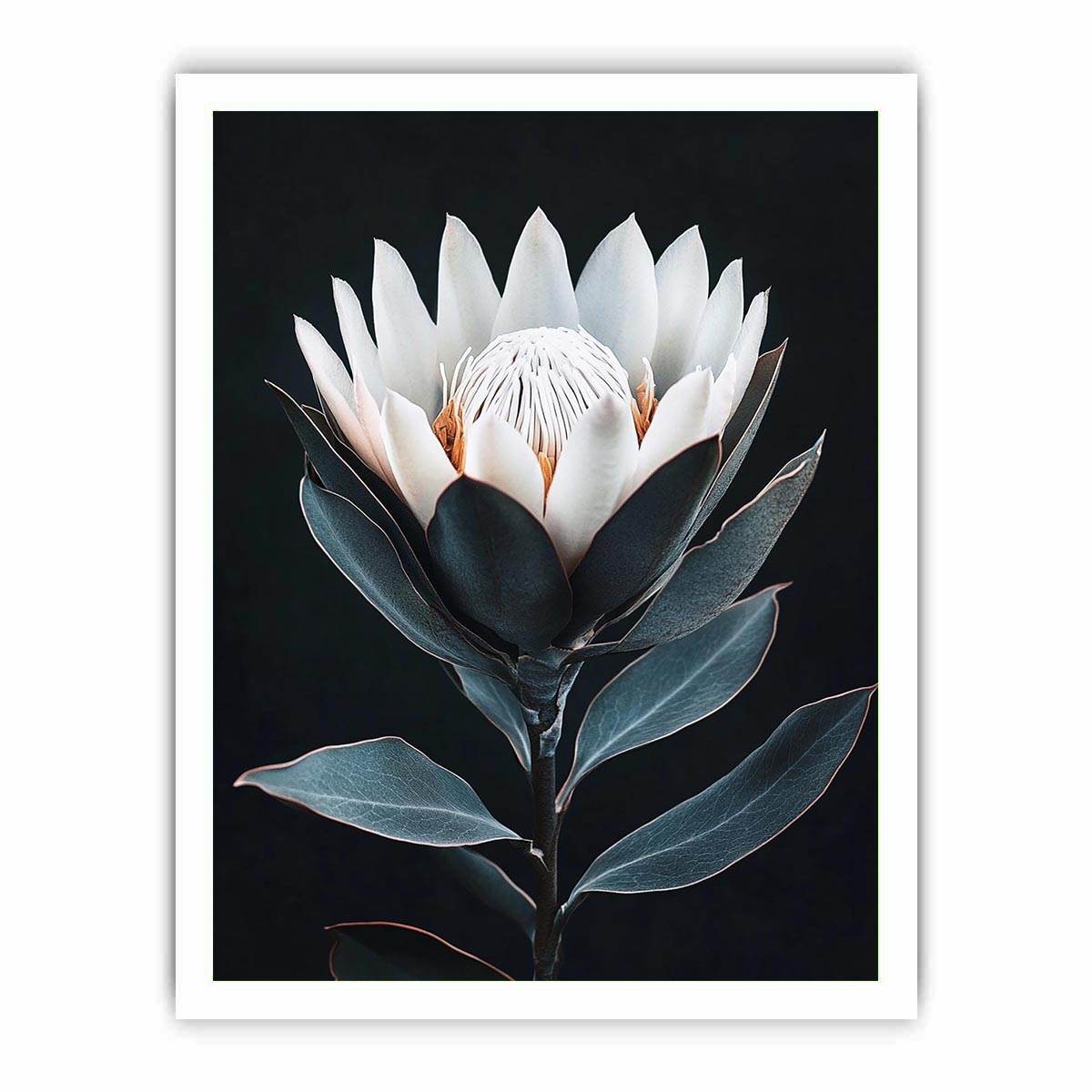 White protea flower artwork with minimalist botanical style for elegant bedroom decor