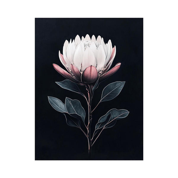 Protea In Darkness