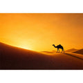 desert camel silhouette sunset sand dunes golden light minimalist wall art canvas decor