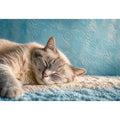 sleeping cat soft pastel cozy pet wall art calm home decor canvas