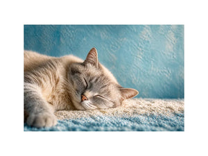 sleeping cat soft pastel cozy pet wall art calm home decor canvas
