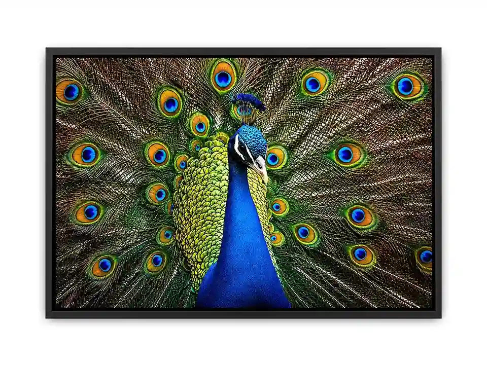 Royal peacock wall art with vibrant blue and green feathers luxury wildlife canvas print