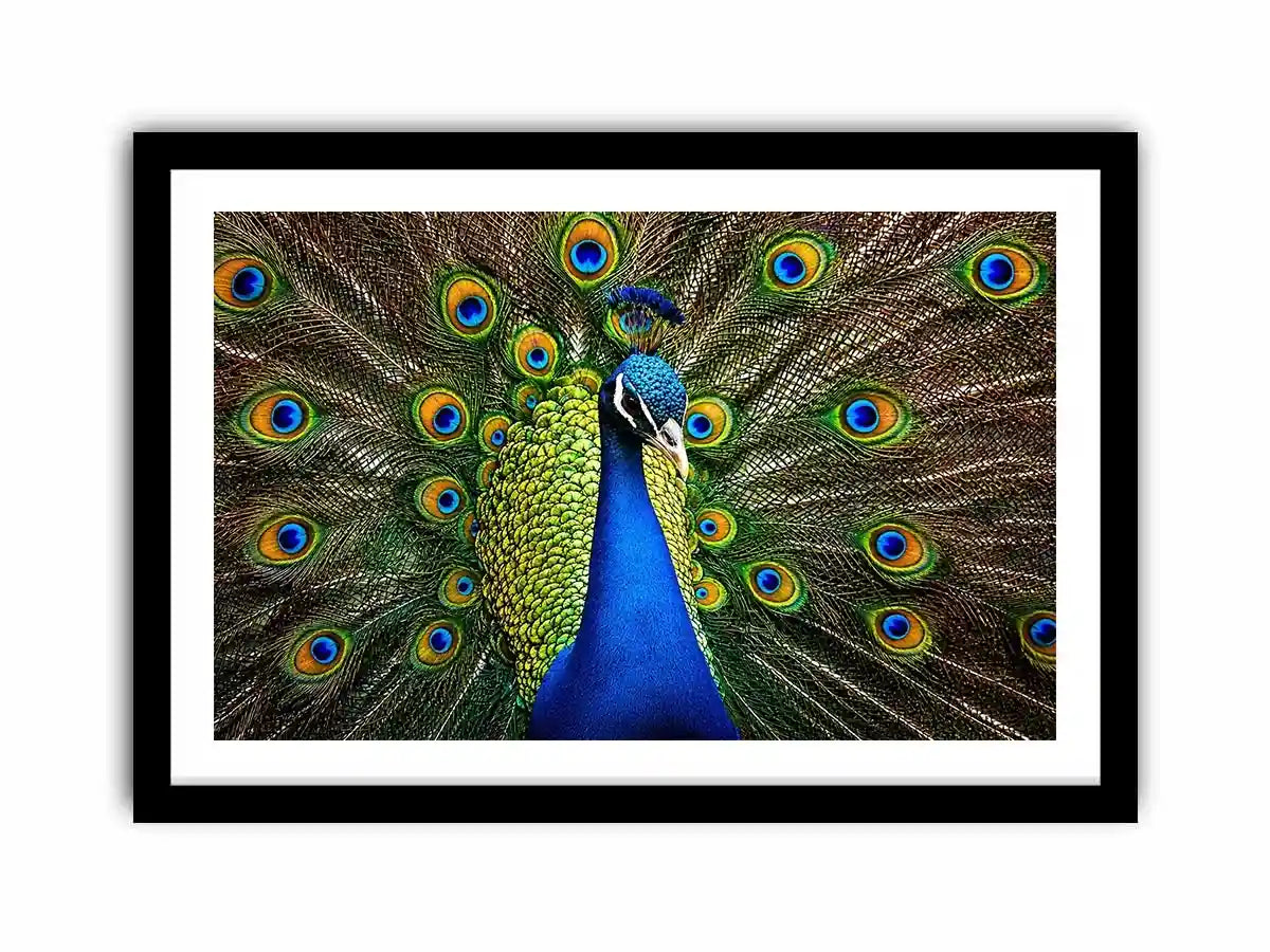 Royal peacock wall art with vibrant blue and green feathers luxury wildlife canvas print