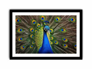 Royal peacock wall art with vibrant blue and green feathers luxury wildlife canvas print