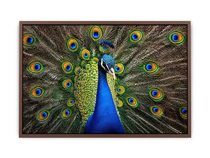 Royal peacock wall art with vibrant blue and green feathers luxury wildlife canvas print