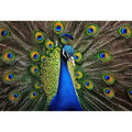 Royal peacock wall art with vibrant blue and green feathers luxury wildlife canvas print