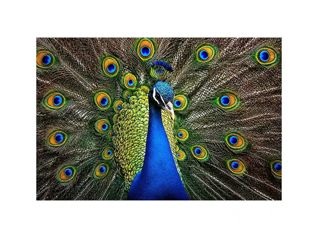 Royal peacock wall art with vibrant blue and green feathers luxury wildlife canvas print
