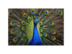 Royal peacock wall art with vibrant blue and green feathers luxury wildlife canvas print