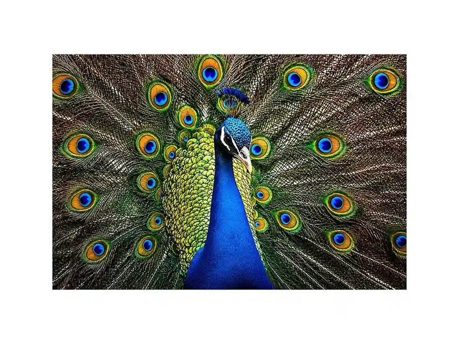 Royal peacock wall art with vibrant blue and green feathers luxury wildlife canvas print