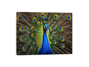 Royal peacock wall art with vibrant blue and green feathers luxury wildlife canvas print