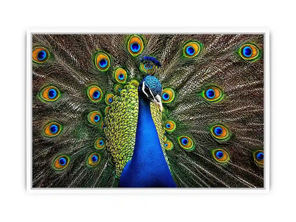Royal peacock wall art with vibrant blue and green feathers luxury wildlife canvas print