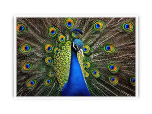 Royal peacock wall art with vibrant blue and green feathers luxury wildlife canvas print