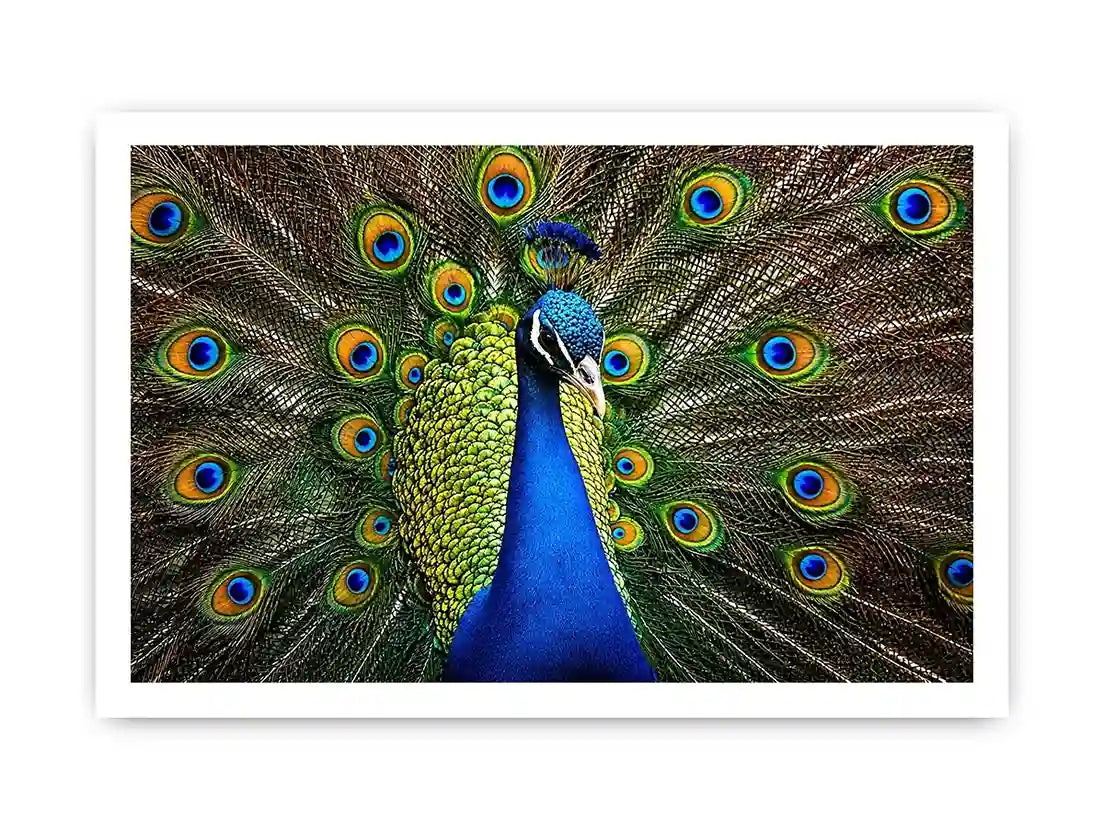 Royal peacock wall art with vibrant blue and green feathers luxury wildlife canvas print