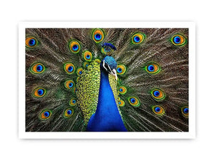 Royal peacock wall art with vibrant blue and green feathers luxury wildlife canvas print
