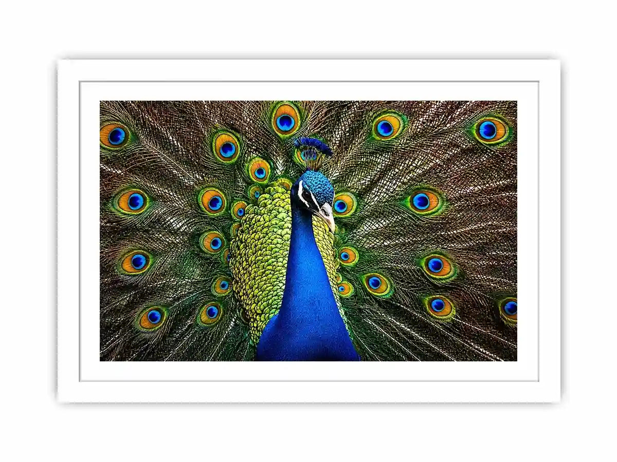 Royal peacock wall art with vibrant blue and green feathers luxury wildlife canvas print