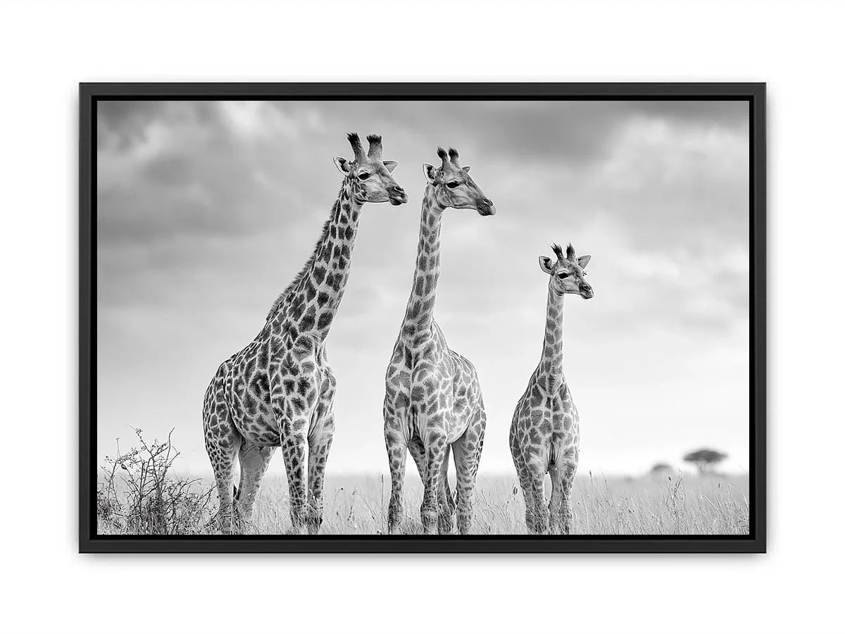 Black and white giraffe canvas art for modern living room decor.