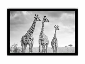 Black and white giraffe canvas art for modern living room decor.