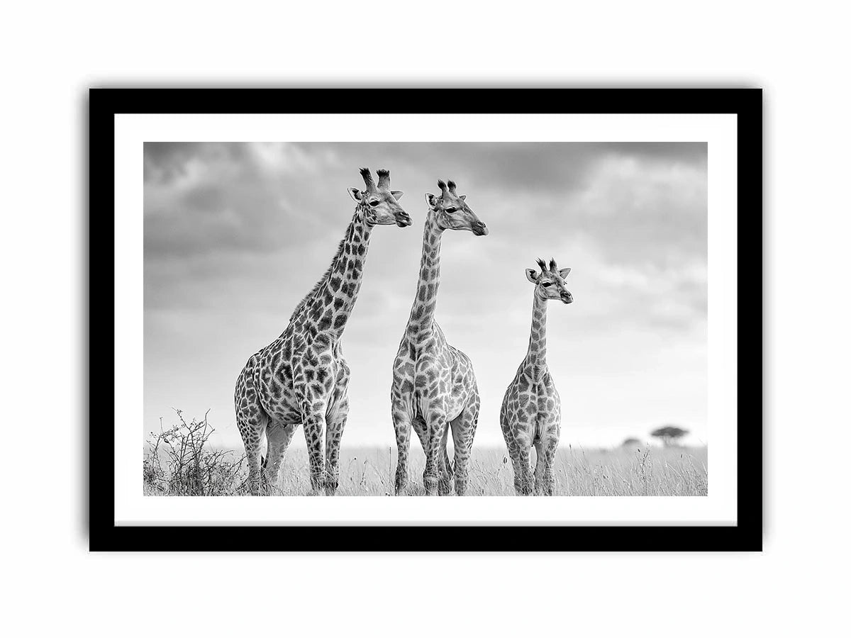 Black and white giraffe canvas art for modern living room decor.