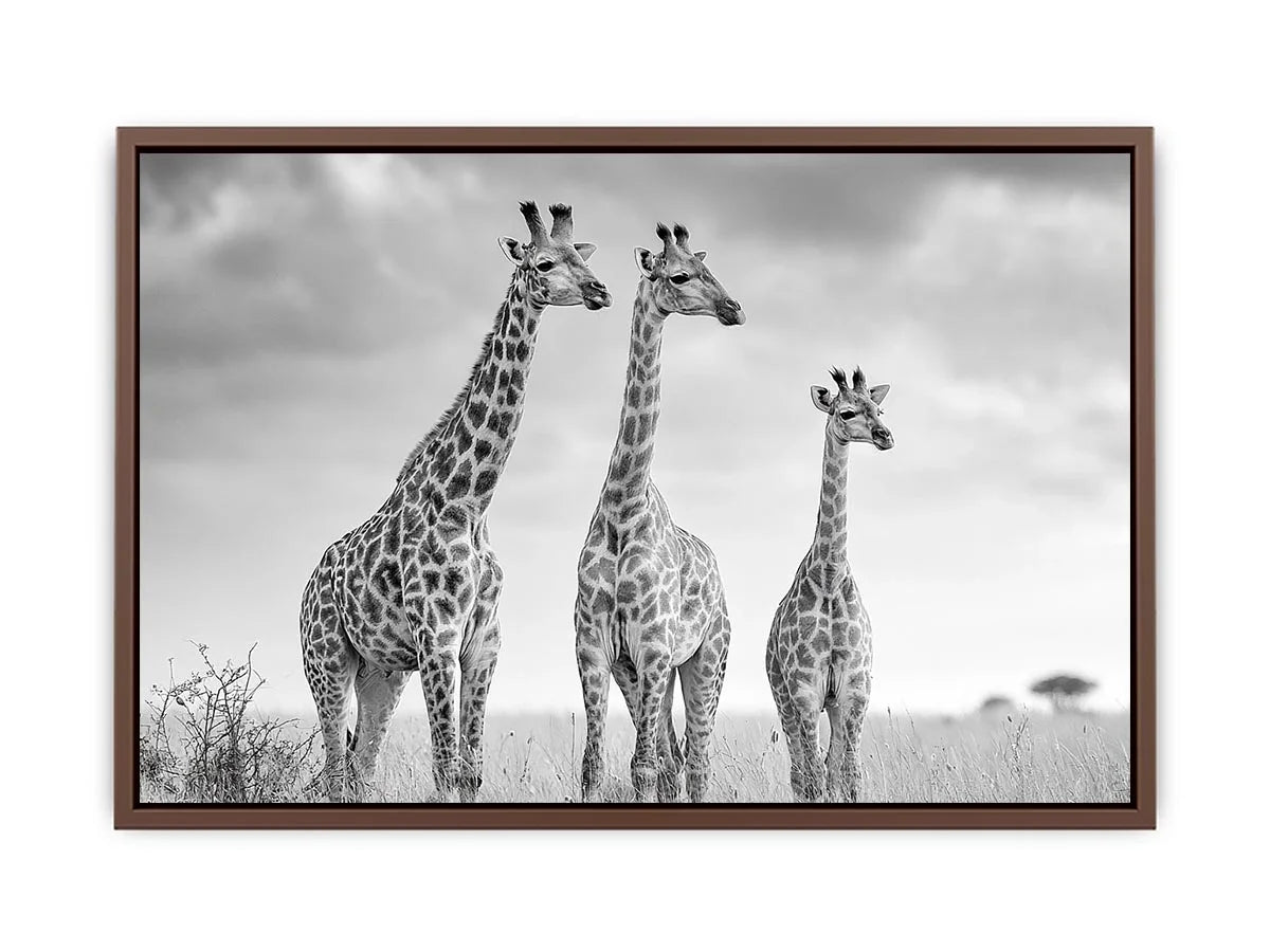 Black and white giraffe canvas art for modern living room decor.