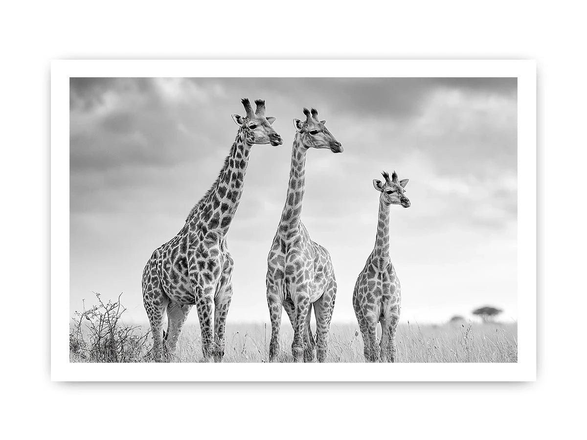 Black and white giraffe canvas art for modern living room decor.