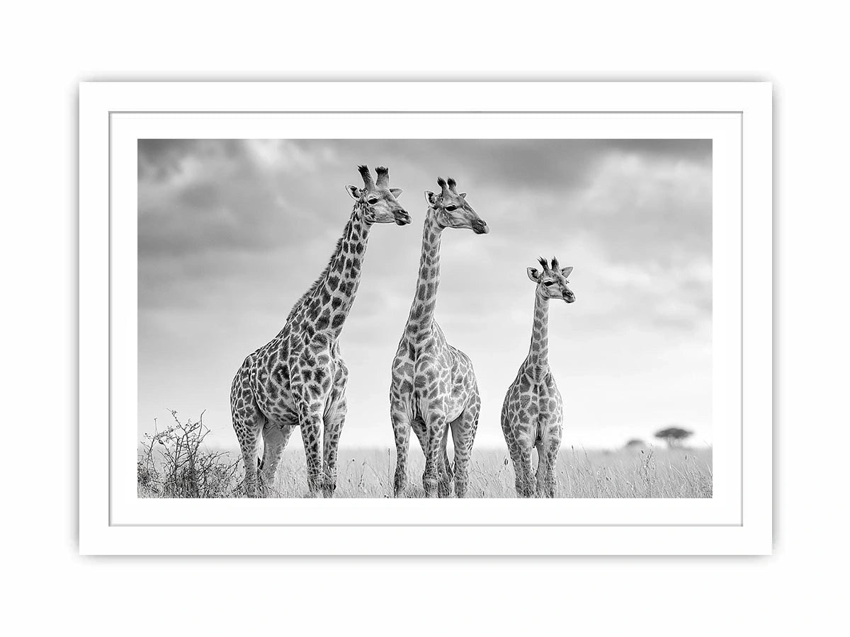 Black and white giraffe canvas art for modern living room decor.