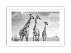 Black and white giraffe canvas art for modern living room decor.