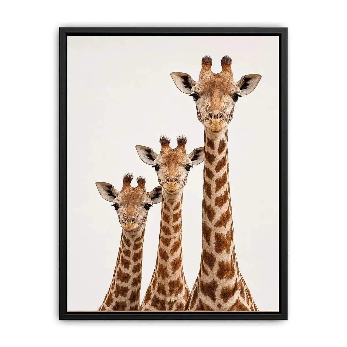 Square giraffe trio canvas art for nursery and kids room decor.
