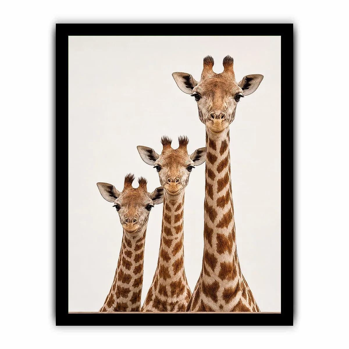 Square giraffe trio canvas art for nursery and kids room decor.