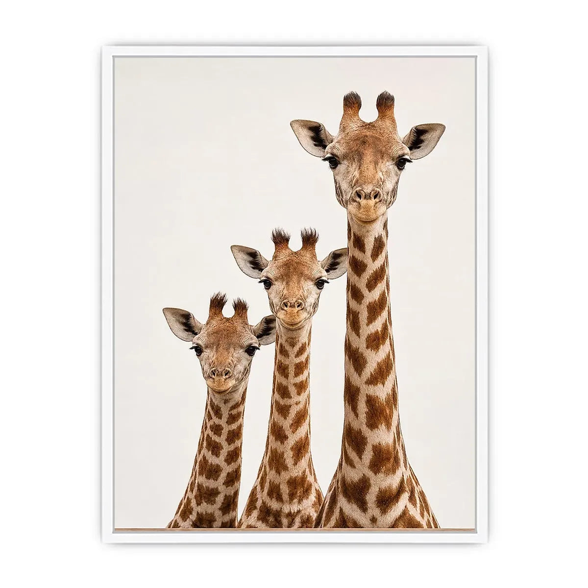Square giraffe trio canvas art for nursery and kids room decor.