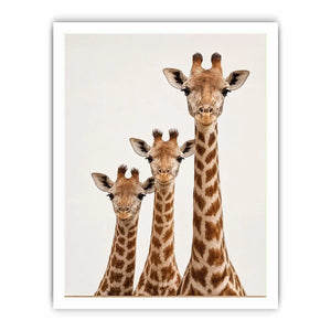 Square giraffe trio canvas art for nursery and kids room decor.