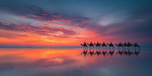 Panoramic camel sunset beach canvas art for coastal living room decor.
