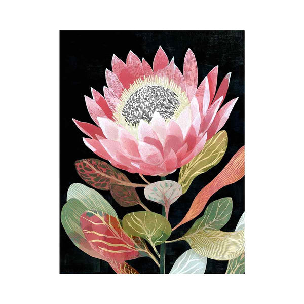Pink & white protea