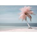Silver Pink Beach Tree