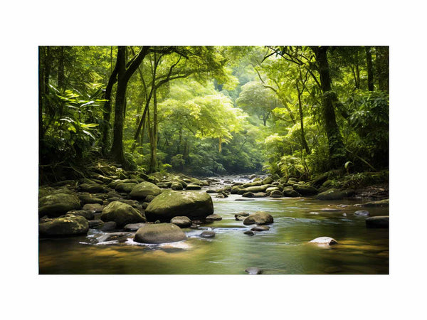 River In Rainforest  