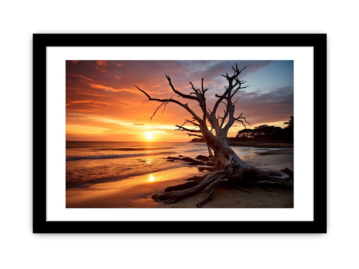 Botany Bay Australia beach sunset with sculptural tree for coastal living room wall art.