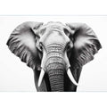 Elephant White And Black  