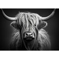 Black And White Highland Cow