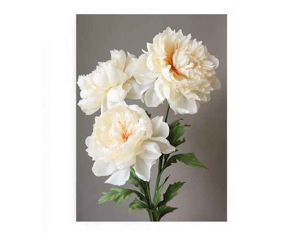 Beautiful White Coral Peony Plant