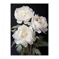 White Coral Peony Flower Art