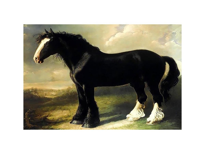 Old English Black Horse
