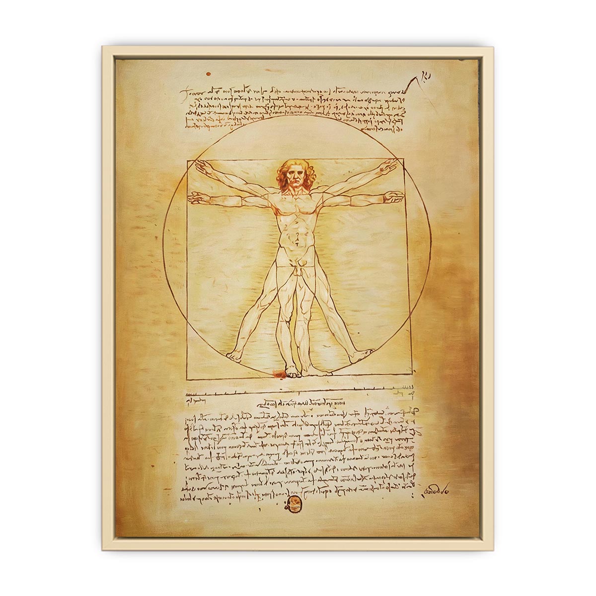Vitruvian Man by Leonardo Da Vinci  Art Print