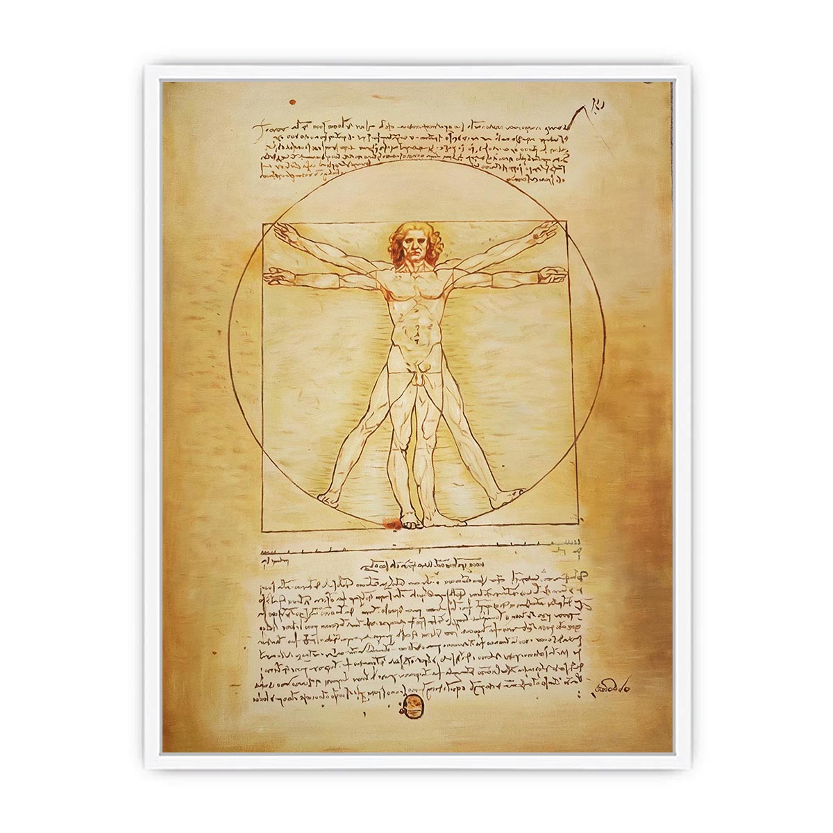 Vitruvian Man by Leonardo Da Vinci Framed Print