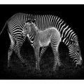 Mum & baby Zebra