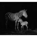 Zebra Mum & Baby