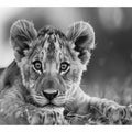 Baby Lion